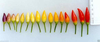 Qualtivate PUA-8A Very Beautiful Chilli - UprightCone-Shaped Seed(300 per packet)
