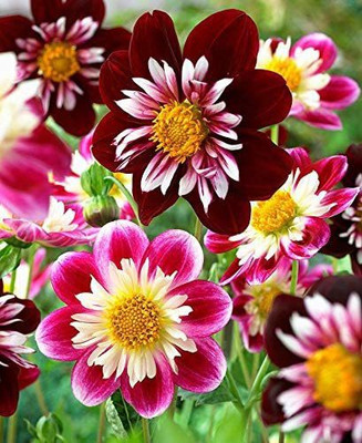 CYBEXIS LXI-56 - Mixed Rare Dahlia Flower Spectacle - (540 Seeds) Seed(540 per packet)