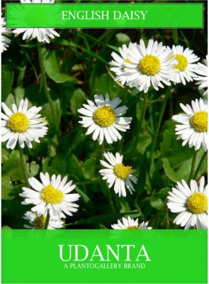 Udanta English Daisy Flowers Seeds Avg 30-40 Each Packet Seed(1 per packet)