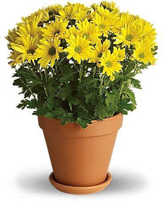 KANAYA Aster Mix Flower Seeds Seed(26 per packet)