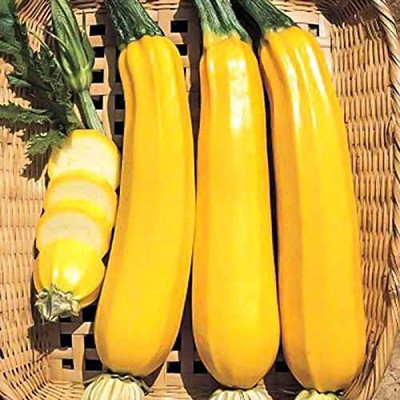 VibeX TLX-7 - Zucchini Yellow - (225 Seeds) Seed(225 per packet)