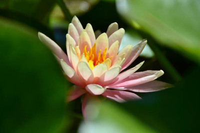 VINSIN lotus,kamal gatta Seed(10 per packet)