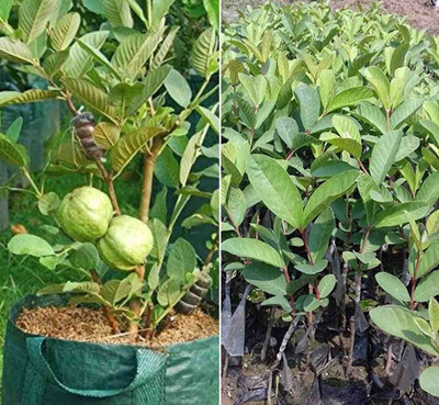 DROXTY GUAVA Seed(60 per packet)