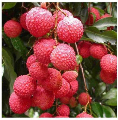 Aywal Lychee Seeds For Home Garden Seed(6 per packet)