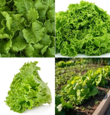 ibains Iceberg lettuce in fresh vegetables seeds beej 37 Seed(37 per packet)