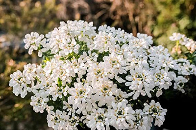 Aywal umbellata Dwarf Fairy Mix - Candytuft Seed(80 per packet)