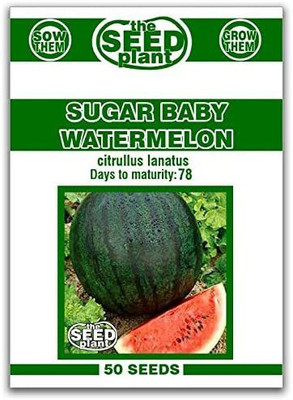 CYBEXIS LX-81 - Sugar Baby Sweet Watermelon - (1350 Seeds) Seed(1350 per packet)