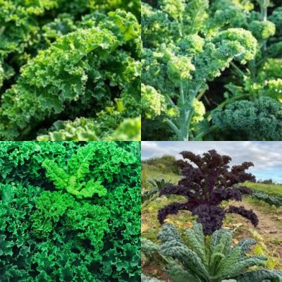 ibains Ornamental kale seeds bij 20 Seed(20 per packet)