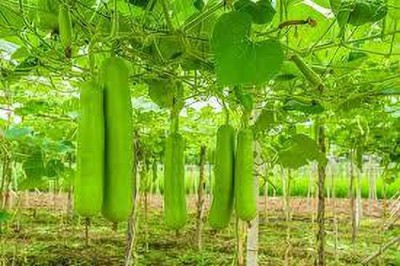 greenfarm Long Bottle gourd seeds , lauki , ghiya organic (180 seeds) L79 Seed(180 per packet)