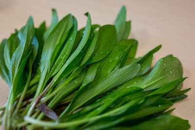 KNESSiN Easy to Grow Ramsons Wild Garlic Seeds for Terrace Gardening-(300 Seeds) Seed(300 per packet)