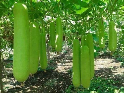 BSARKAR long melon/bottle gourd/long louki seed Seed(20 per packet)