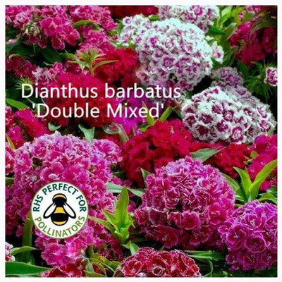 CYBEXIS Dianthus barbatus 'Double Mixed' Seeds. Double Sweet William Seed(50 per packet)