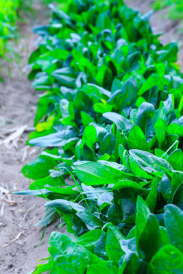 AFARTIOBINA 107 PCS SPINACH SEEDS-A02 Seed(107 per packet)