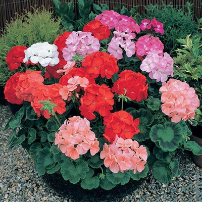 the green dotcom Hybrid Geranium Mixed Flower Seed(105 per packet)