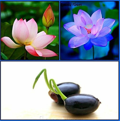 Aywal Lotus Waterlily Kamal flower Seed(20 per packet)