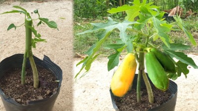 jkfarm Papaya, Pepe Seed(370 per packet)