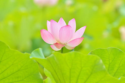 oiver lotus,kamal gatta Seed(15 per packet)