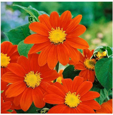 Quentova Tithonia Torch Red Flower-RAJ-9S Seed(75 per packet)