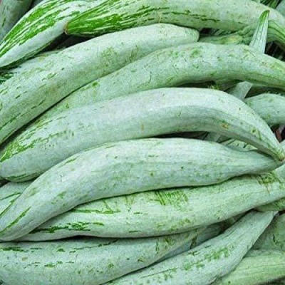 Aywal Snake Gourd White F1 short chachinda Vegetable Seed(26 per packet)