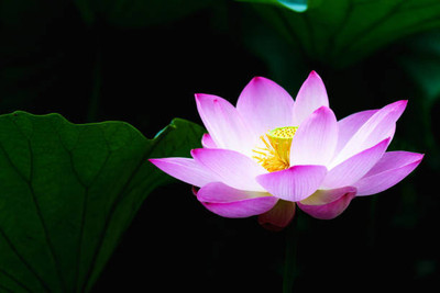 bheeshma lotus,kamal gatta Seed(14 per packet)