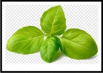 Qualtivate NBIR-6 Basil Superbo Ocimum basilicum Seed(1000 per packet)