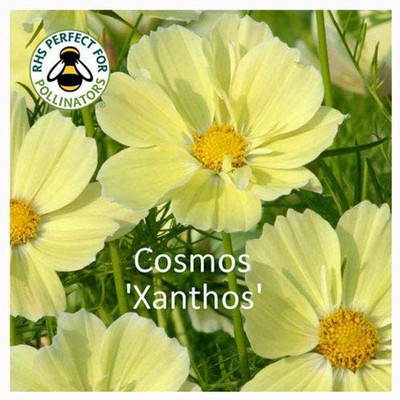 CYBEXIS Cosmos Xanthos Seeds. Xanthos Cosmos Seed(50 per packet)