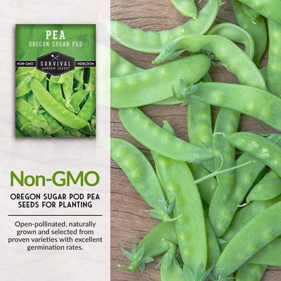 CYBEXIS KGF -20 - Oregon Sugar Pod II Pea - (100 Seeds) Seed(100 per packet)