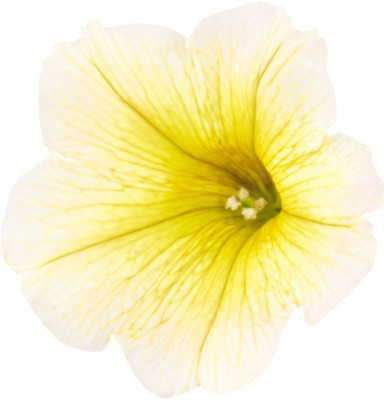 CYBEXIS Hybrid Star Petunia Flower Seeds - White and Yellow Seed(50 per packet)