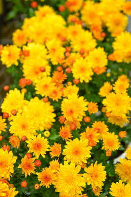 SENECIO marigold/gende ka phool flower seeds Seed(75 per packet)