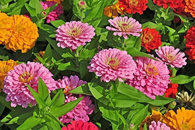 CYBEXIS NBIR-42 - Zinnia Double Mix - (270 Seeds) Seed(270 per packet)
