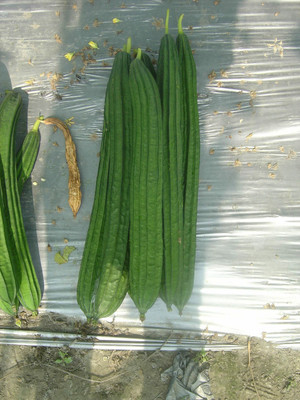 Quentova Sponge Gourd-NCS-5X Seed(100 per packet)
