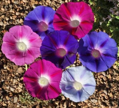 CEZIUS Seeds for Gardening Morning Glory Tall Mix Flower - Ipomoea Seed(25 per packet)