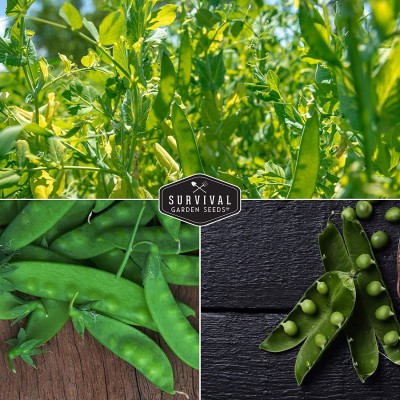 CYBEXIS LX-81 - Oregon Sugar Pod II Pea & Sugar Daddy Snap Pea - (900 Seeds) Seed(900 per packet)