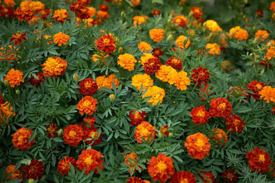 megoodluk marigold/gende ka phool flower seeds Seed(75 per packet)