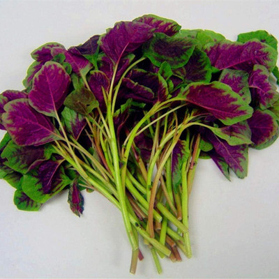KNESSiN Round Leaf Red Amaranthus Seed(1250 per packet)