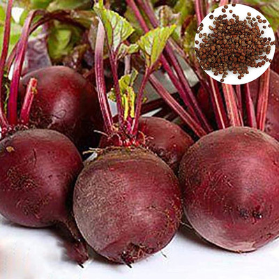 CYBEXIS Beetroot Seeds Purple 2000 Seeds Seed(2000 per packet)