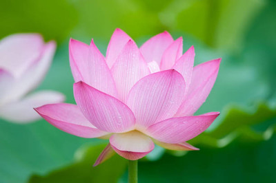 TREECARE lotus,kamal gatta Seed(11 per packet)
