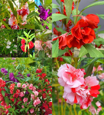 ibains Balsam flower seeds double petal beez 70 Seed(70 per packet)
