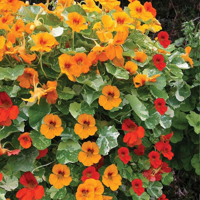 Aywal Nasturtium Seed(13 per packet)