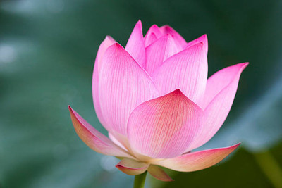 Portia lotus,kamal gatta Seed(10 per packet)