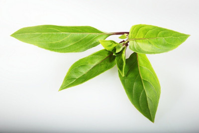 VibeX ® VXI-7 Basil Queen of Sheba Seed(1000 per packet)