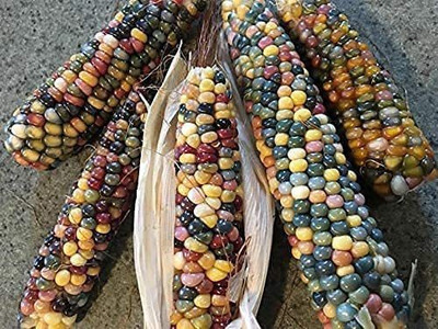 VibeX ® VLR-709 Glass Gem Corn Seeds Seed(500 per packet)