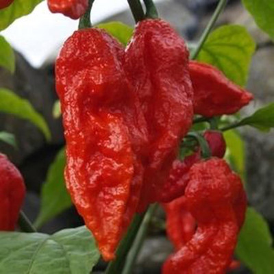KNESSiN Chilli Extremely Spicy Seed(200 per packet)