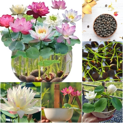 DEYS AGRO ™ lotus seeds for home,high germination Seed(25 per packet)