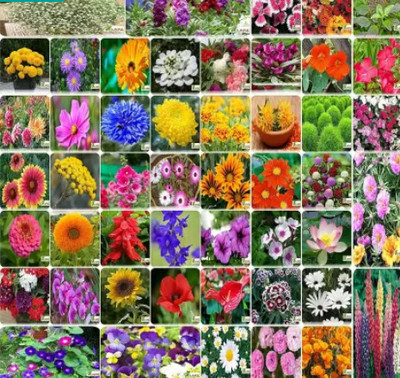 GROW-N-KNOW Combo of 50 Variety 3000+ Flower Seeds Combo Seed(50 per packet)