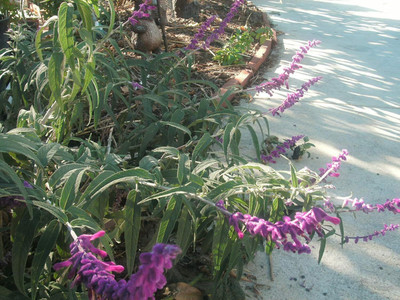 Qualtivate ICRA-4A Salvia Leucantha Mexican Sage Seed(100 per packet)