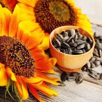 Aro Miniature sun flower Seed(135 per packet)