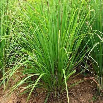 Aywal Lemon Grass Seed(50 per packet)
