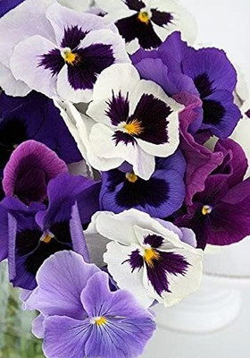 Lorvox Pansy Hybrid Flower Seed(20 per packet)