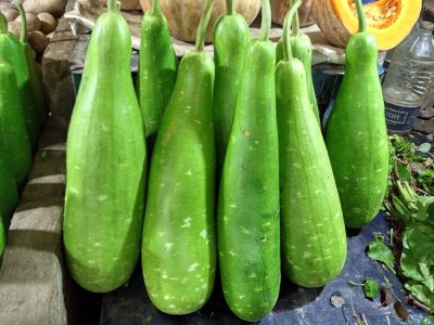 BDSresolve Top Quality Bottle gourd seeds PACK OF 63 Seed(63 per packet)